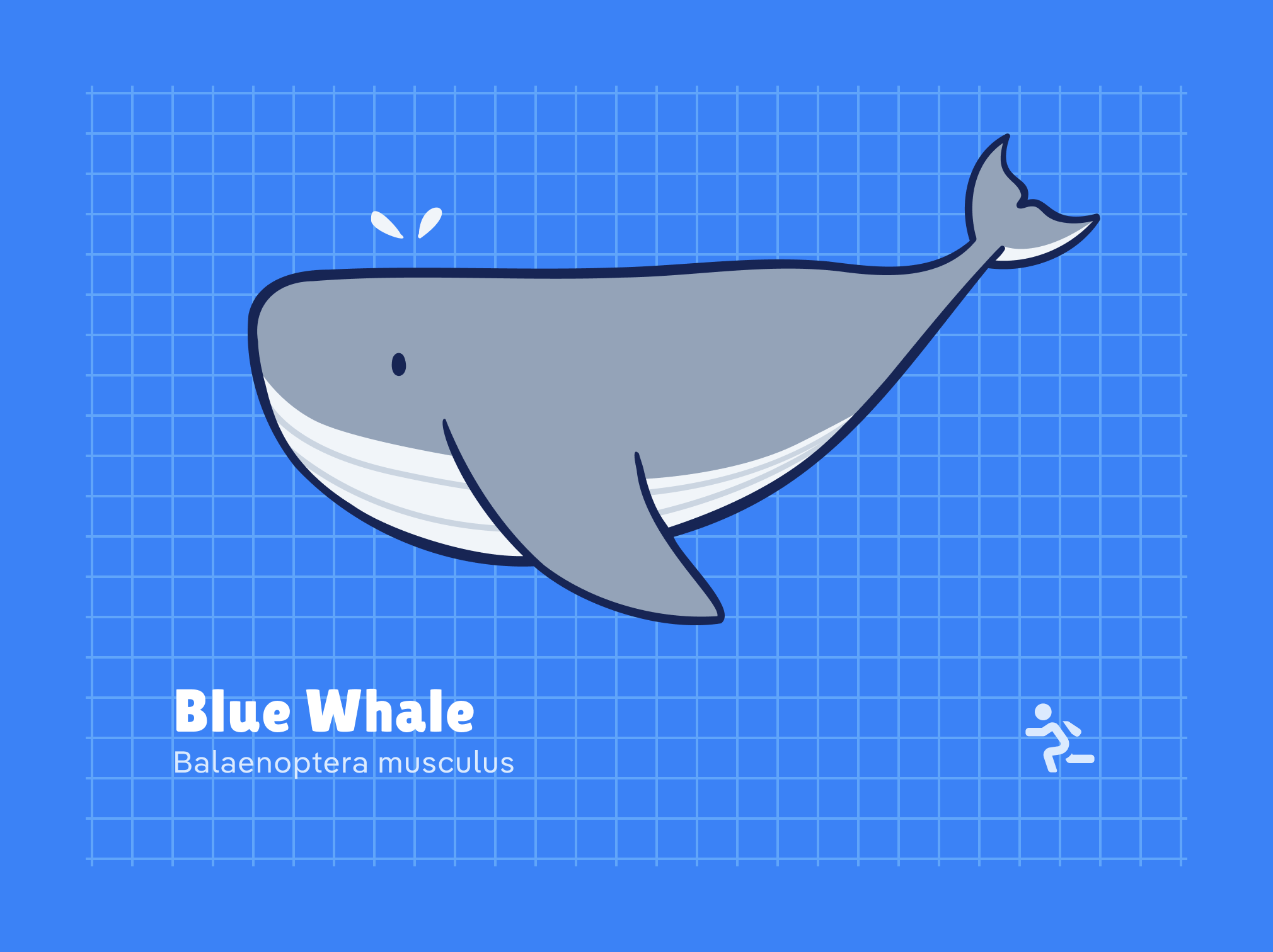 Cute Fishes, Whale, Dolphin Illustrations